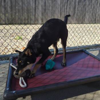 Jerry -  Australian Cattle Dog Blue Heeler and Shepherd Dog for Adoption in Woodstock, Illinois - Jerry | PetCurious
