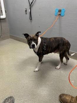 Rescue Pit Bull Terrier Dogs for Adoption in Las Vegas, Nevada - STORMY | PetCurious