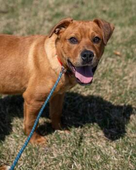 Ryder -  American Bulldog and Mixed Breed Dog for Adoption in Pequot Lakes, Minnesota - Ryder | PetCurious