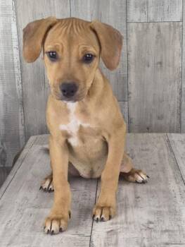 Jessie -  Mixed Breed Dog for Adoption in Shreveport, Louisiana - Jessie | PetCurious