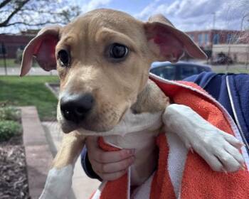 Labrador Retriever and Mixed Breed Dogs Available for Adoption in Olathe, Kansas - CORALINE | PetCurious