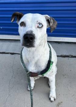 Rescue Pit Bull Terrier Dogs for Adoption in Thousand Oaks, California - Perdita -- LONGTIME RESIDENT!! | PetCurious