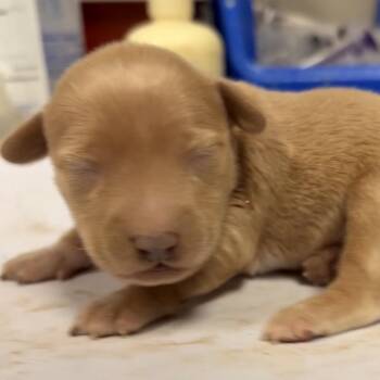 Jack Russell Terrier Dogs Available for Adoption in Yuma, Arizona - Pearl | PetCurious