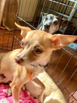 Rescue Chihuahua Dogs for Adoption in Lawrenceville, Illinois - Tito | PetCurious