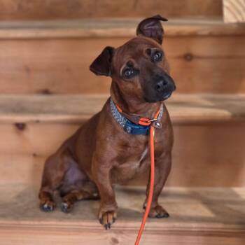 Loki -  Dachshund and Jack Russell Terrier Dog for Adoption - Loki | PetCurious