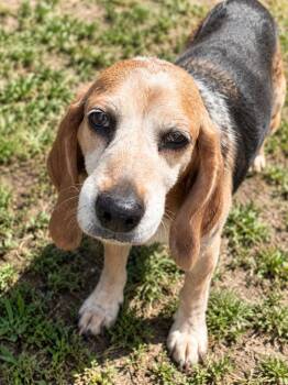 Sprig -  Beagle Dog for Adoption in Hanson, Massachusetts - Sprig | PetCurious