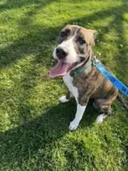 Pit Bull Terrier and Plott Hound Dogs Available for Adoption in Friendswood, Texas - Finn Sweetie The Happiest Boy Around  | PetCurious
