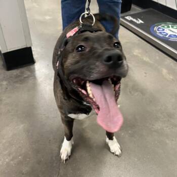 Harley -  Boxer and Mixed Breed Dog for Adoption in Tampa, Florida - Harley | PetCurious