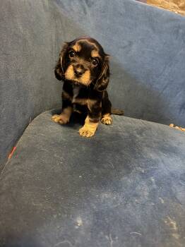 Nina -  Cavalier King Charles Spaniel Dog for Sale in Proctorville, Ohio - Nina | PetCurious