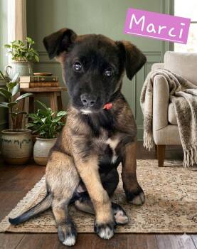 Belgian Shepherd Malinois Dogs Available for Adoption - **MARCI** | PetCurious