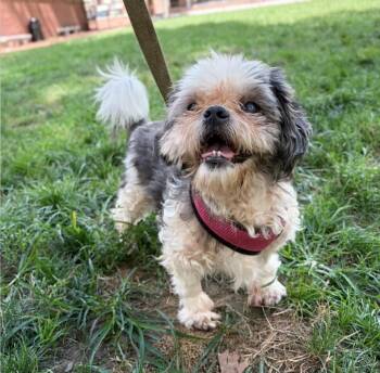 MELVIN -  Shih Tzu Dog for Adoption in Philadelphia, Pennsylvania - MELVIN | PetCurious