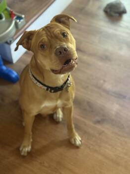 Mixed Breed Dogs Available for Adoption in Spring, Texas - Milo | PetCurious