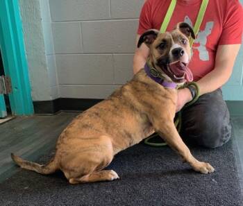 GRACE KELLY (Good choice for first time dog owner) -  Terrier Dog for Adoption in Wyandotte, Michigan - GRACE KELLY (Good Choice For First Time Dog Owner) | PetCurious