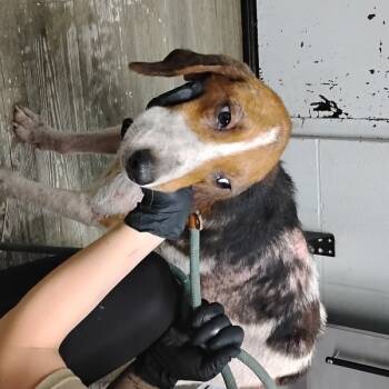 Rescue Hound Dogs for Adoption in Summerville, South Carolina - Harvey @ Foster | PetCurious