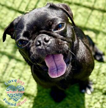 Piper COH -  Pug Dog for Adoption in Inglewood, California - Piper COH | PetCurious