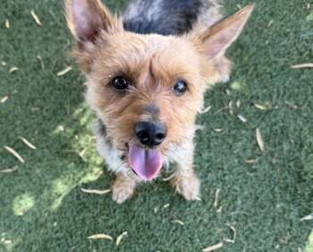 Yoyo -  Yorkshire Terrier Dog for Adoption in Canutillo, Texas - Yoyo | PetCurious