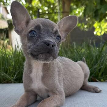 French Bulldog Dogs Available for Adoption in Ridgefield, Washington - Ms. Jelly Belly Victory | PetCurious