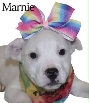 Terrier Dogs Available for Adoption in Springfield, Ohio - Marnie | PetCurious