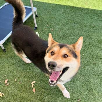 Shepherd Dogs Available for Adoption - River | PetCurious