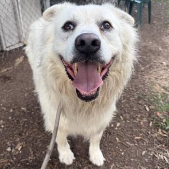Dolly -  Great Pyrenees and Golden Retriever Dog for Adoption in Austin, Texas - Dolly | PetCurious