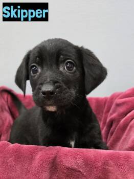 Black Labrador Retriever Dogs Available for Adoption - Skipper | PetCurious