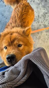 Kool Kaval Chow Bulgarian Prince -  Chow Chow Dog for Adoption in Manhattan Beach, California - Kool Kaval Chow Bulgarian Prince | PetCurious