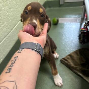 Mixed Breed Dogs Available for Adoption in West Palm Beach, Florida - Georgie | PetCurious