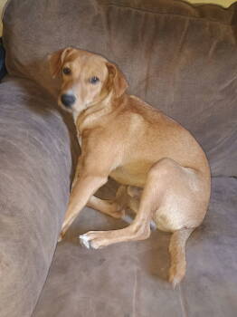 Rescue Labrador Retriever Dogs for Adoption in The Woodlands, Texas - Clifford | PetCurious