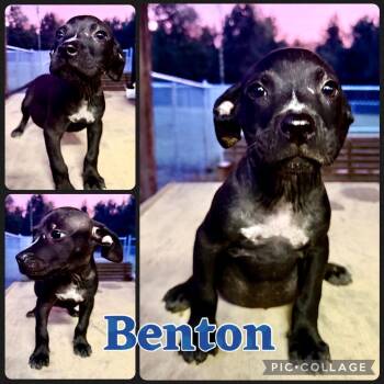 Benton -  Pit Bull Terrier and Mixed Breed Dog for Adoption in Opelika, Alabama - Benton | PetCurious