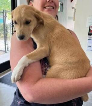 Mixed Breed Dogs Available for Adoption - Ana | PetCurious