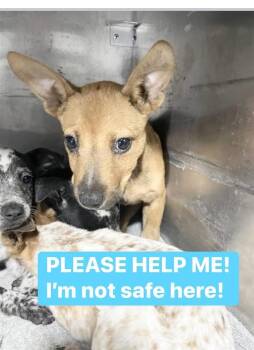 Summer -  Australian Cattle Dog Blue Heeler and German Shepherd Dog Dog for Adoption in Lakewood Ranch, Florida - Summer | PetCurious