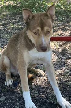 Rescue Mixed Breed Dogs for Adoption in Dallas, Texas - TED | PetCurious