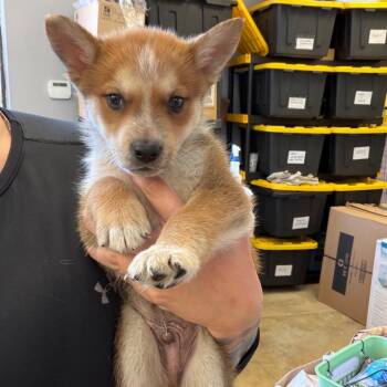 Husky Dogs Available for Adoption in Webster, Texas - Biscuit | PetCurious