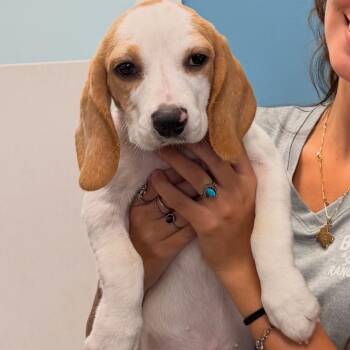 Penny aka Cheese Cake 5556 -  Beagle Dog for Adoption in Loxahatchee Groves, Florida - Penny Aka Cheese Cake 5556 | PetCurious