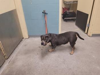 TRUDY -  Pit Bull Terrier Dog for Adoption in Kent, Washington - TRUDY | PetCurious