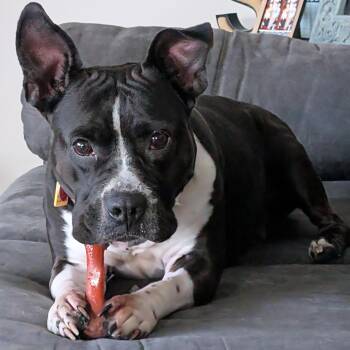 Rescue American Staffordshire Terrier and Pit Bull Terrier Dogs for Adoption in Indianapolis, Indiana - Panda | PetCurious