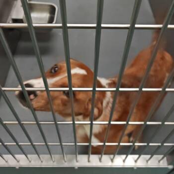 Mixed Breed Dogs Available for Adoption in Memphis, Tennessee - Barbose | PetCurious