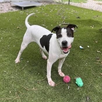 American Staffordshire Terrier and Boxer Dogs Available for Adoption - Lance | PetCurious