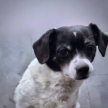 Rat Terrier and Beagle Dogs Available for Adoption in Atlanta, Georgia - Peanut (MI) | PetCurious