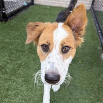 Rhinestone -  Shepherd and Great Pyrenees Dog for Adoption in New York, New York - Rhinestone | PetCurious