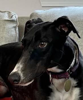 Greyhound Dogs Available for Adoption - Mercedes | PetCurious