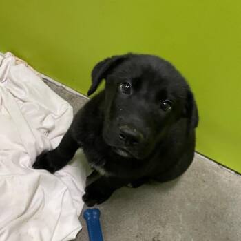 Dorothy -  Shepherd and Labrador Retriever Dog for Adoption in Spokane, Washington - Dorothy | PetCurious
