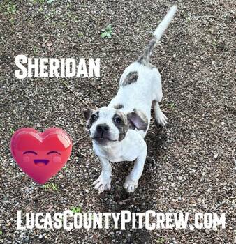 Sheridan -  Parson Russell Terrier and Jack Russell Terrier Dog for Adoption in Toledo, Ohio - Sheridan | PetCurious