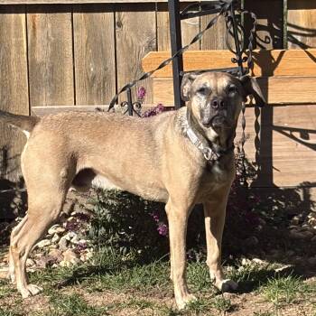 Ty -  Boxer and Labrador Retriever Dog for Adoption in Estes Park, Colorado - Ty | PetCurious