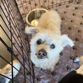 Aku -  Miniature Poodle Dog for Adoption in St. Augustine, Florida - Aku | PetCurious