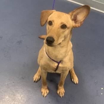 Mixed Breed Dogs Available for Adoption - Wendy | PetCurious
