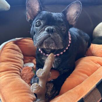 Phillis From Sales -  French Bulldog Dog for Adoption in Houston, Texas - Phillis From Sales | PetCurious