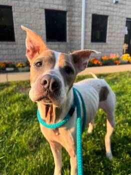 Nala -  Mixed Breed Dog for Adoption in Youngstown, Ohio - Nala | PetCurious