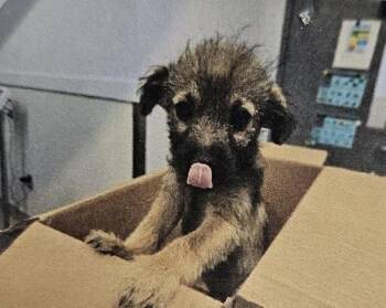 Boogie -  Terrier Dog for Adoption in Kennewick, Washington - Boogie | PetCurious