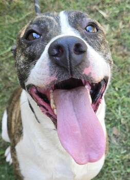 Rescue Terrier Dogs for Adoption in Newport, Tennessee - Poppy | PetCurious